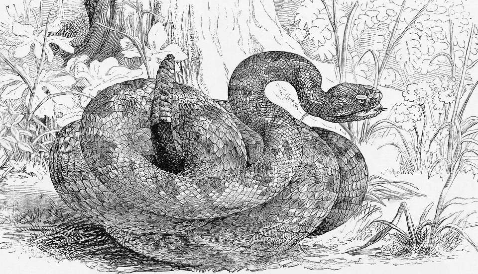 Symbolic Serpent Dream