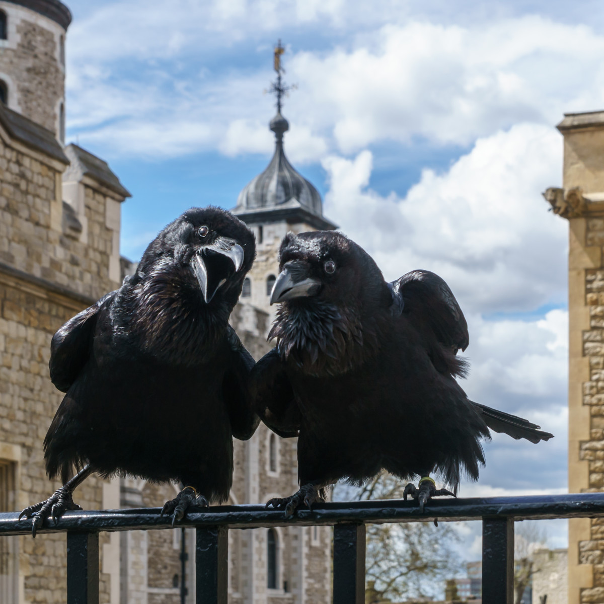 Jubilee and Munin, Ravens, Tower of London